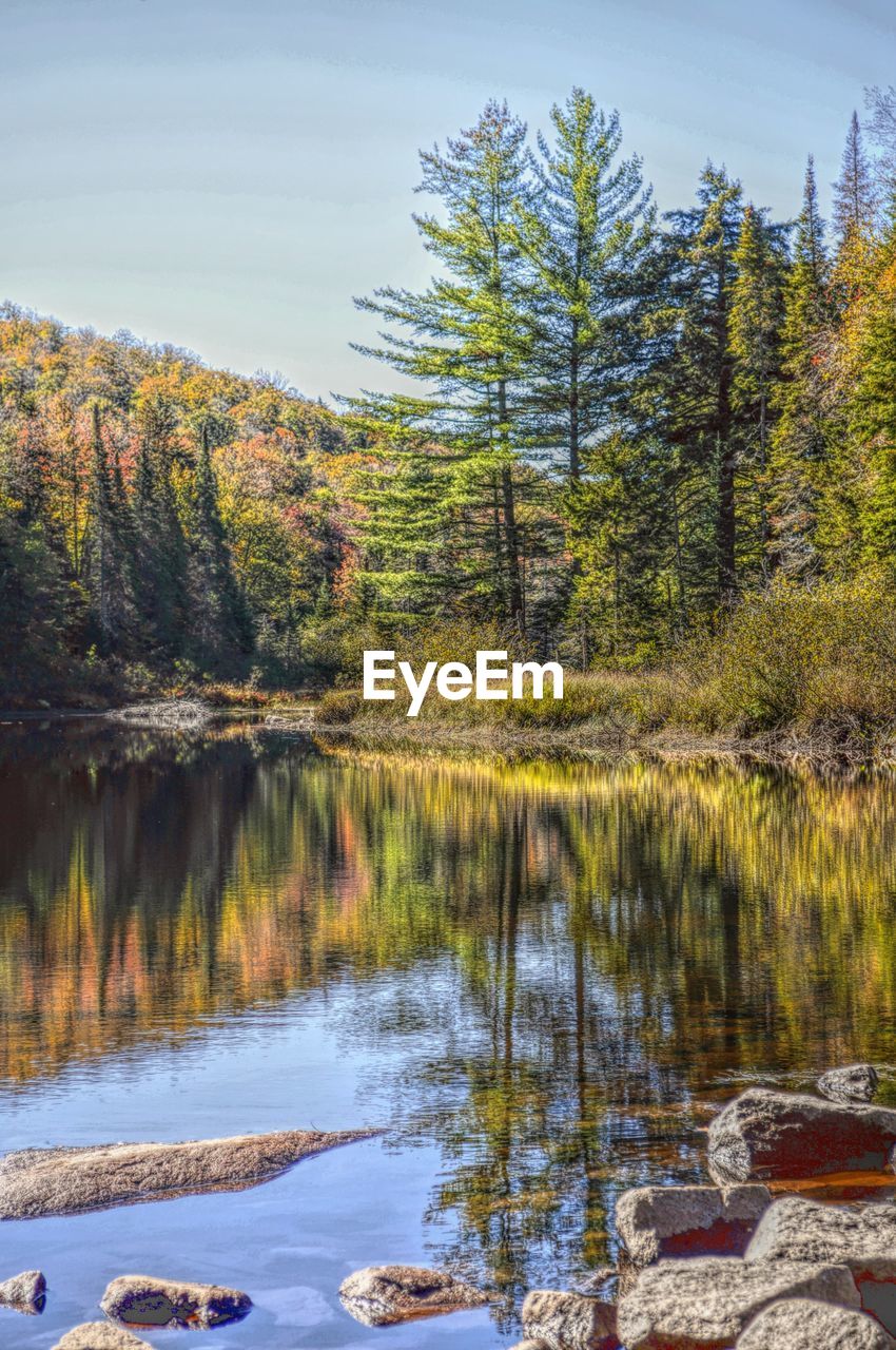 Scenic view of lake in forest during autumn