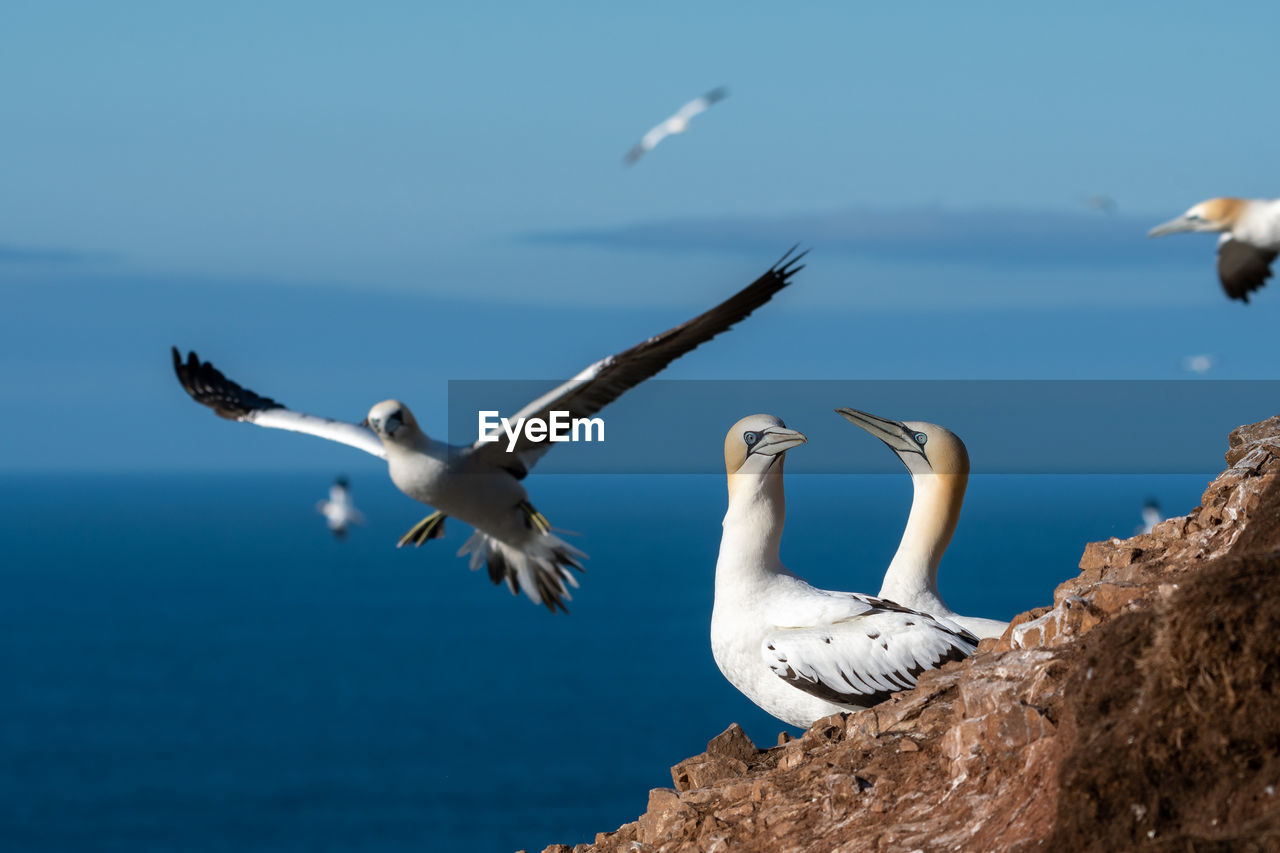 Birds flying over sea against sky