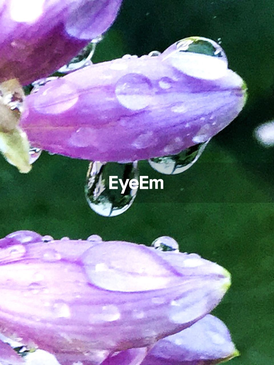 CLOSE-UP OF PURPLE WATER LILY BLOOMING OUTDOORS