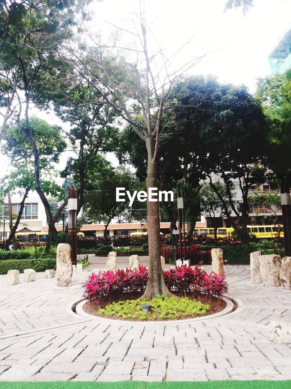 FLOWER PLANTS AGAINST TREES