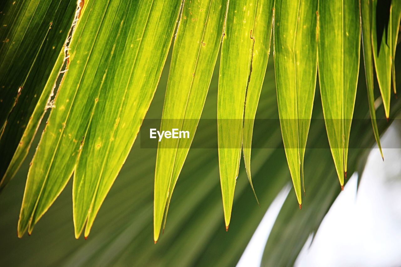 CLOSE-UP OF GREEN LEAVES