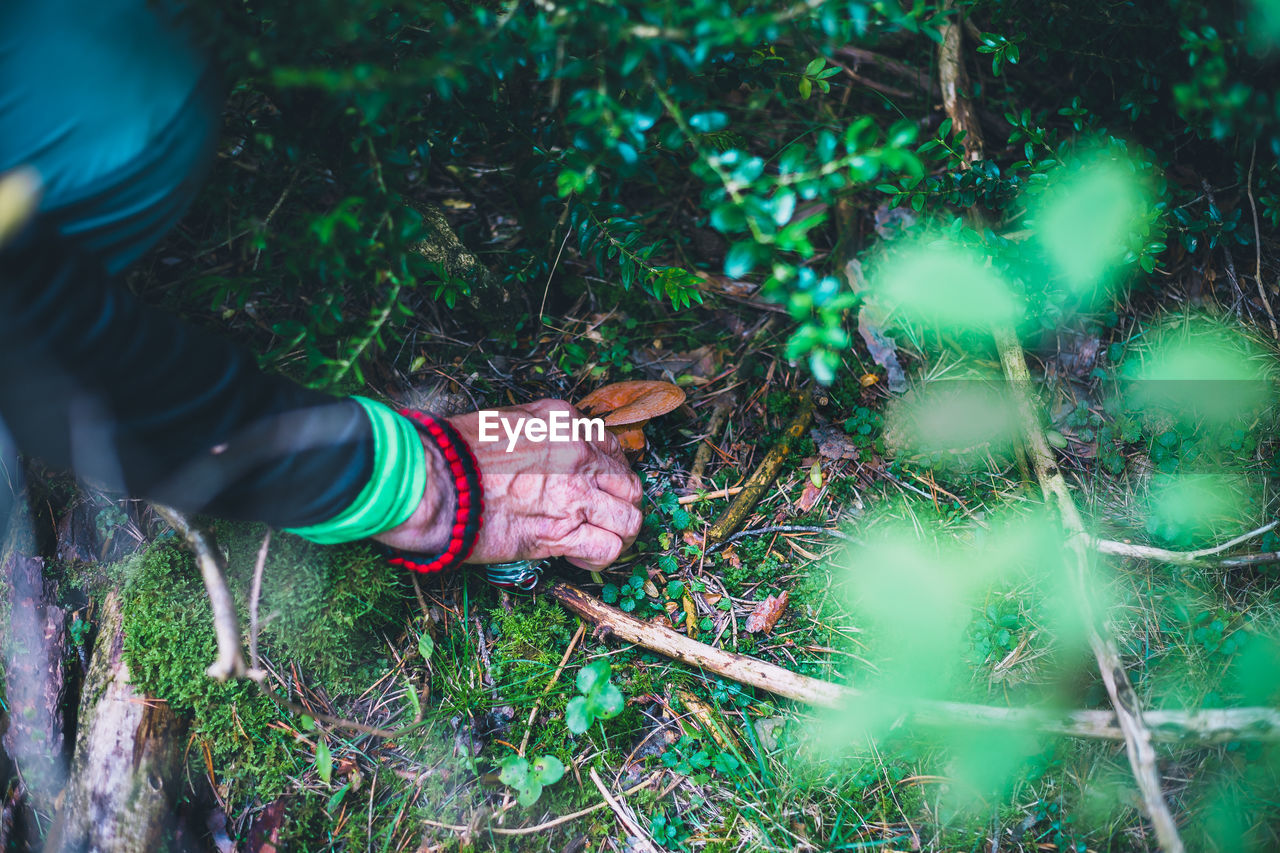 Close-up of hand picking mushroom in forest