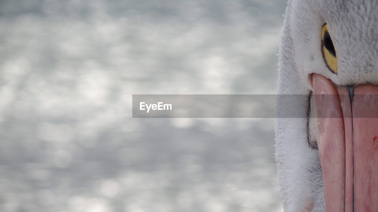 CLOSE-UP OF A BIRD ON SNOW DURING WINTER