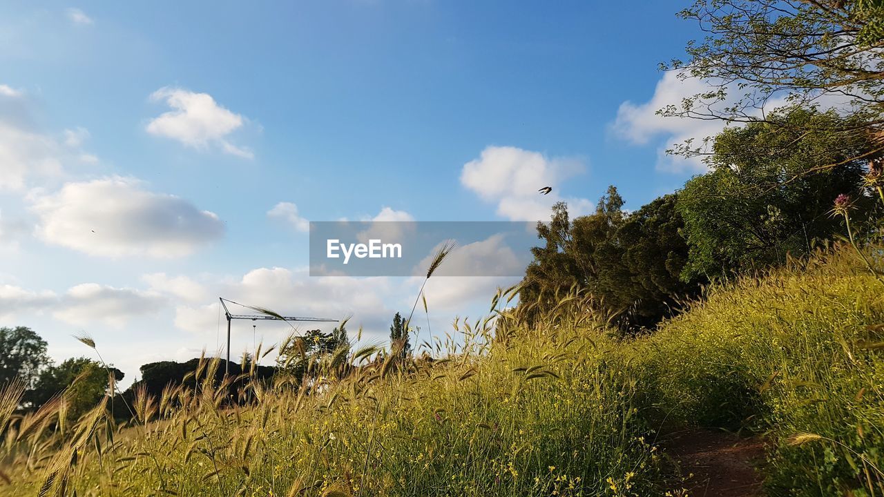 Plants growing on land against sky