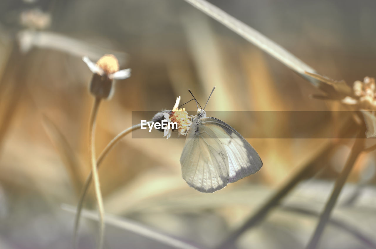 Close-up of butterfly on flower