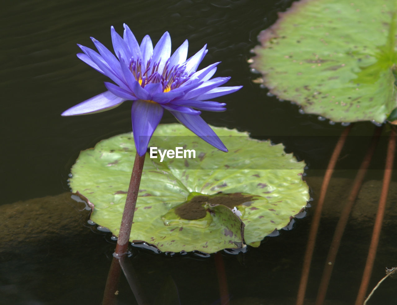 Close-up of lotus water lily in lake