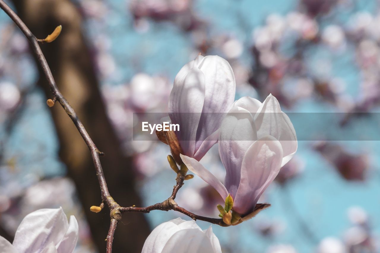 CLOSE-UP OF FRESH WHITE CHERRY BLOSSOM