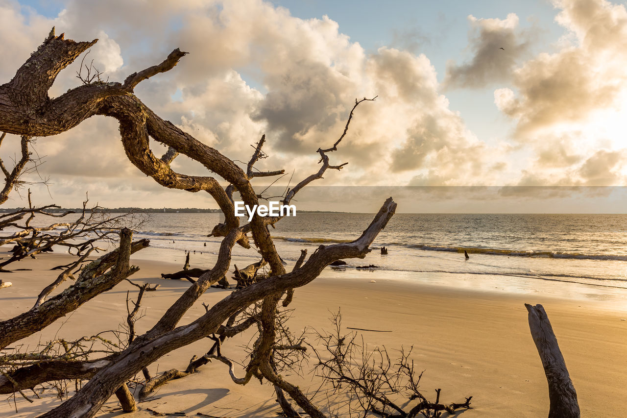 Bare tree at beach against sky