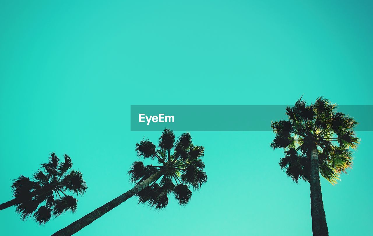 LOW ANGLE VIEW OF TREES AGAINST SKY