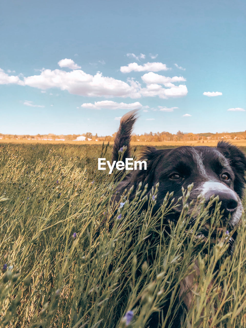 View of dog on field against sky