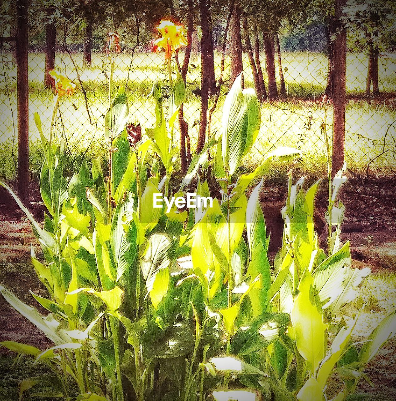 CLOSE-UP OF FRESH GREEN PLANTS ON FIELD