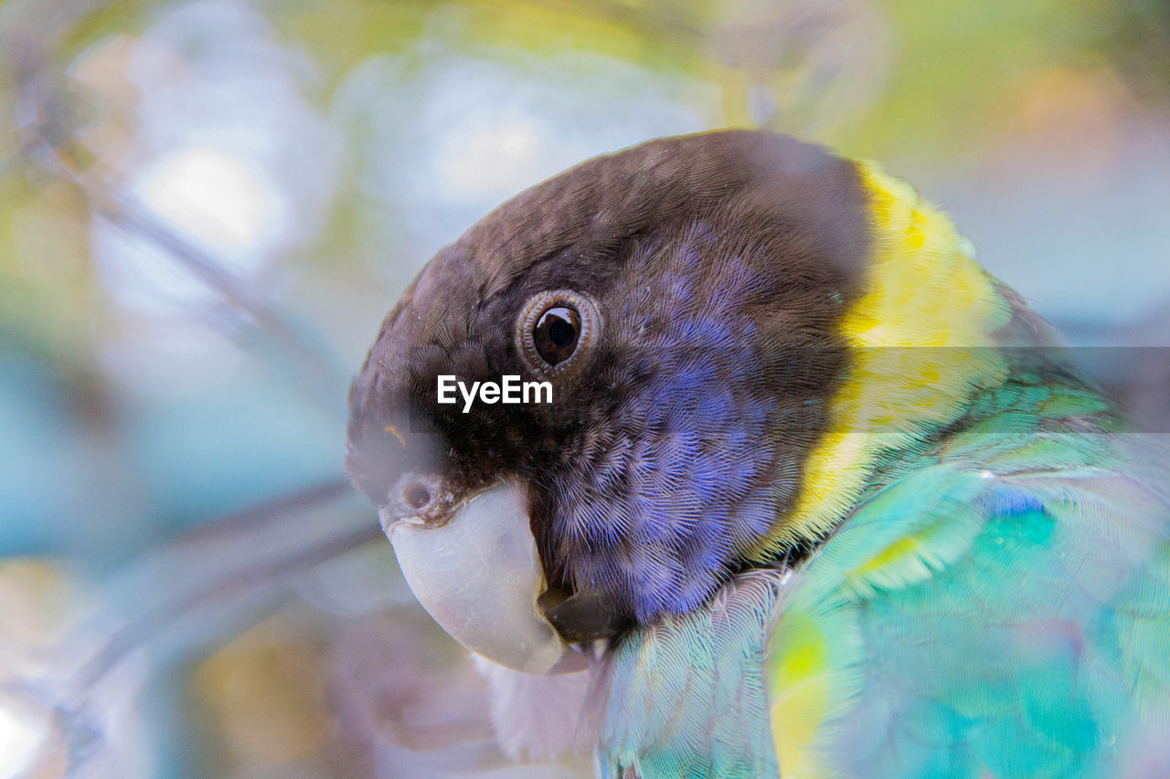 CLOSE-UP OF A BIRD