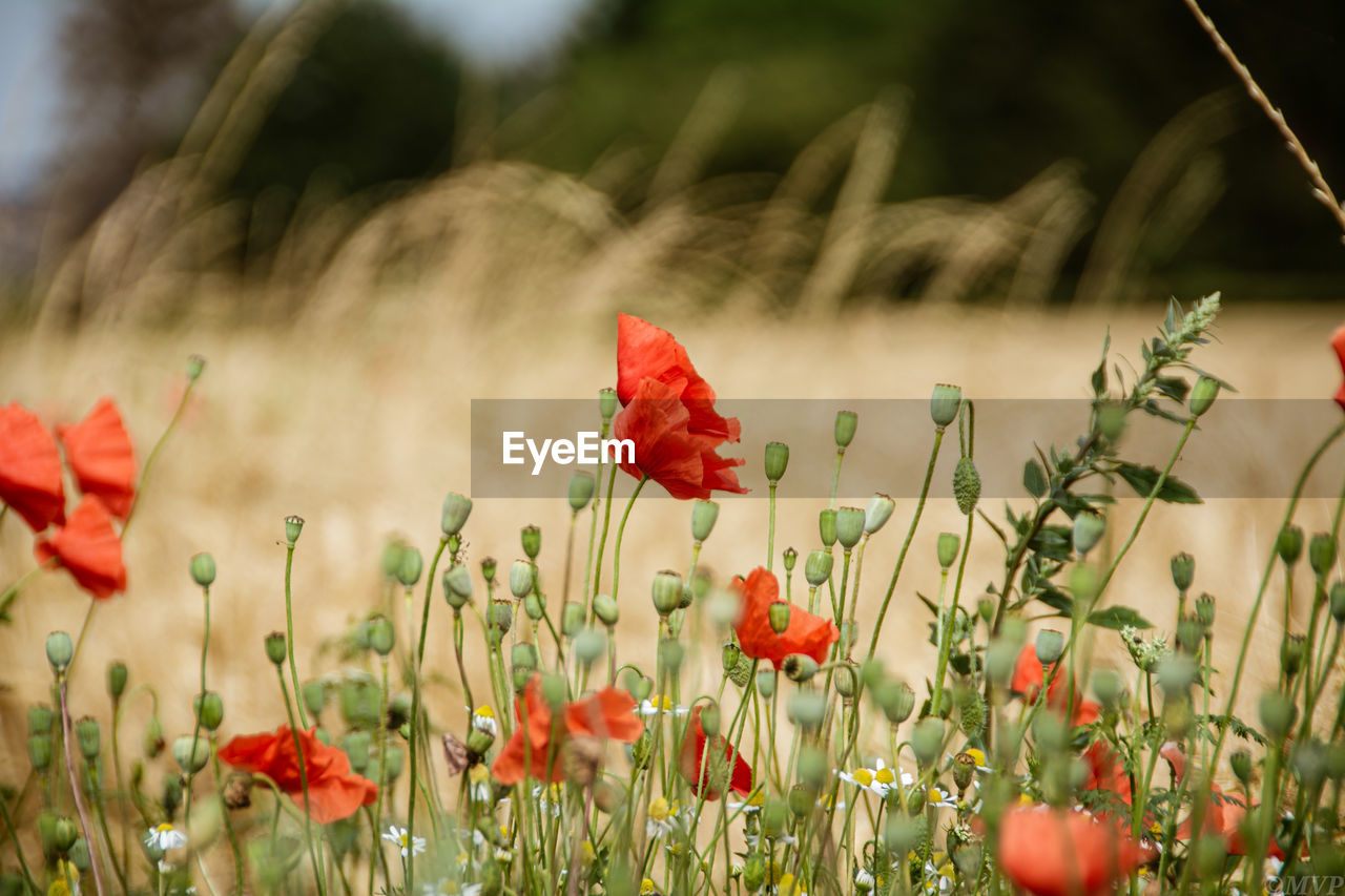 Close-up of red poppy flowers in field