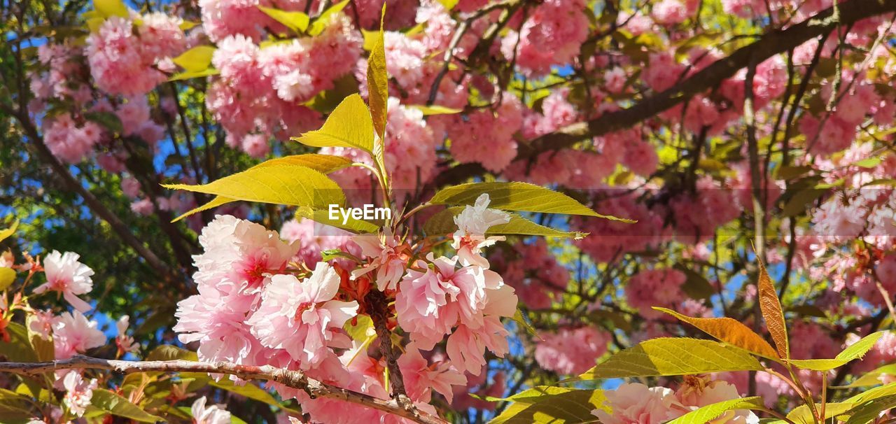 CLOSE-UP OF FRESH PINK CHERRY BLOSSOM PLANTS