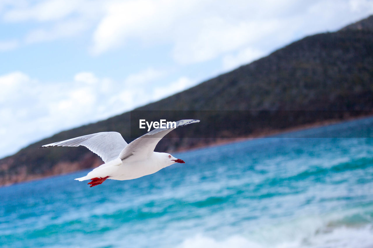 Close-up of seagull flying over river