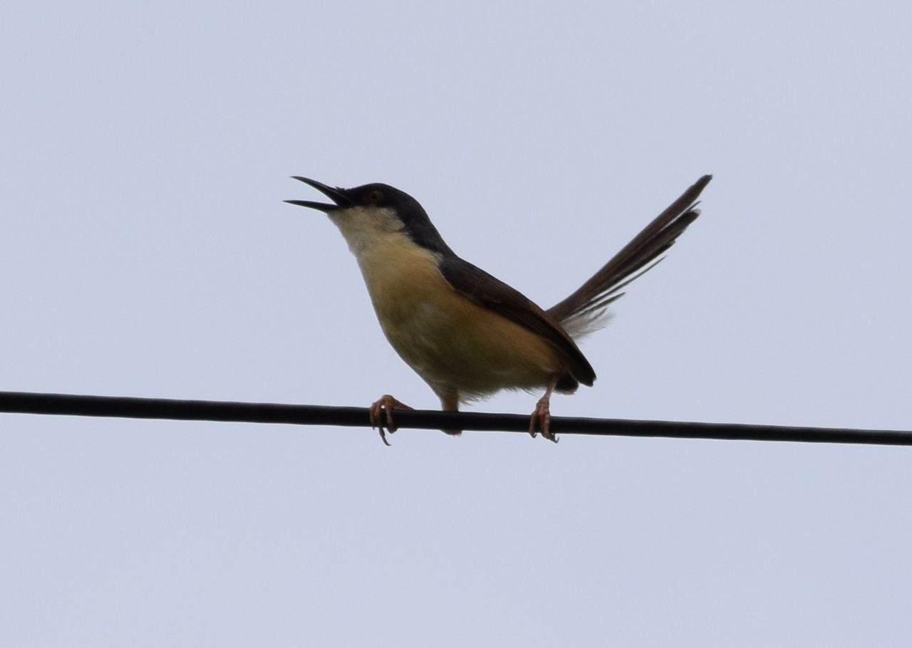 CLOSE-UP OF BIRD PERCHING ON RAILING