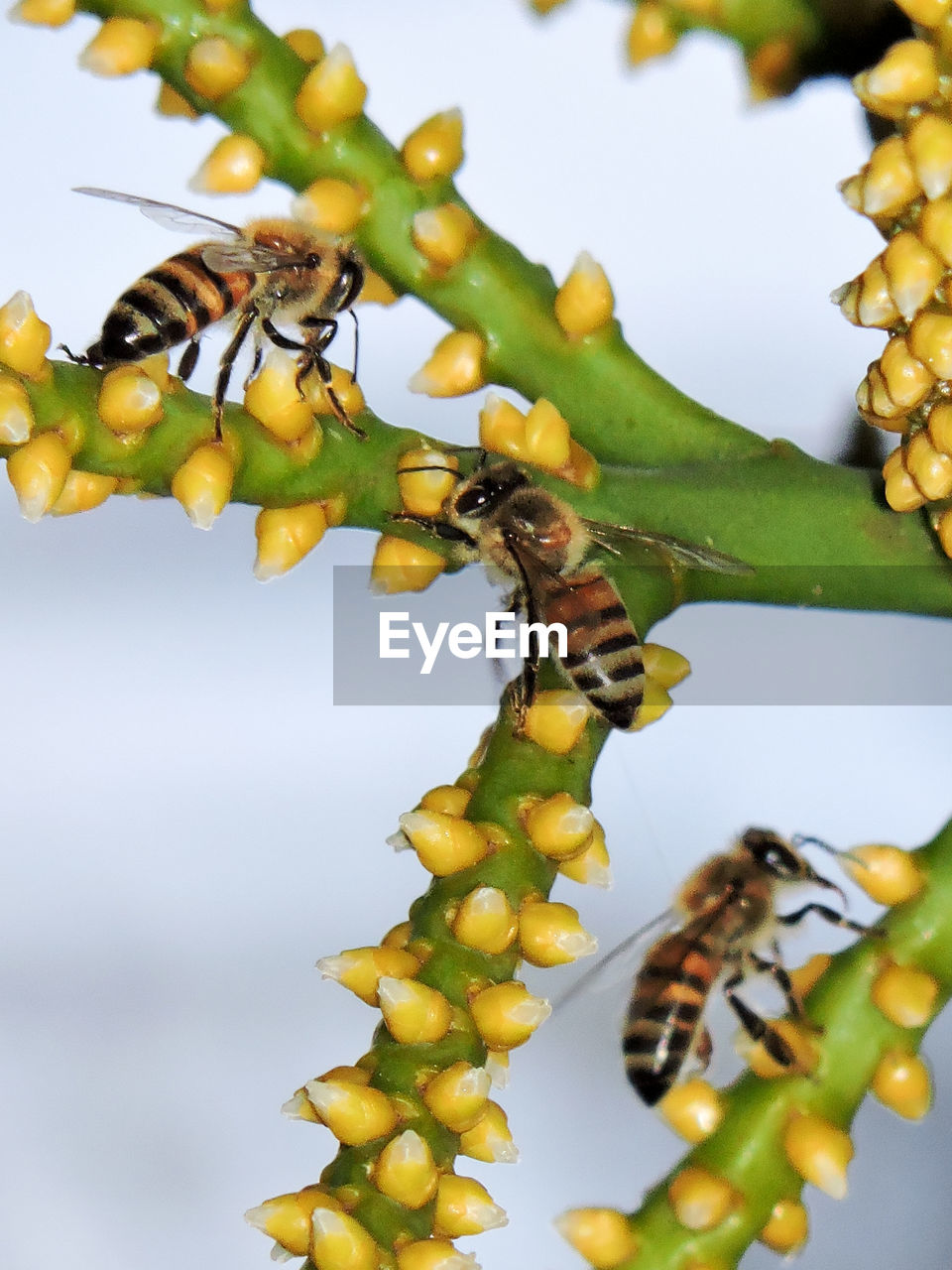 Close-up of bees on plant