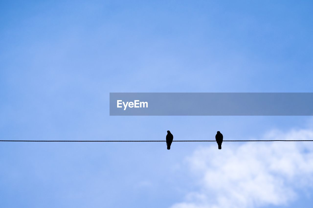 LOW ANGLE VIEW OF SILHOUETTE BIRDS PERCHING ON CABLE