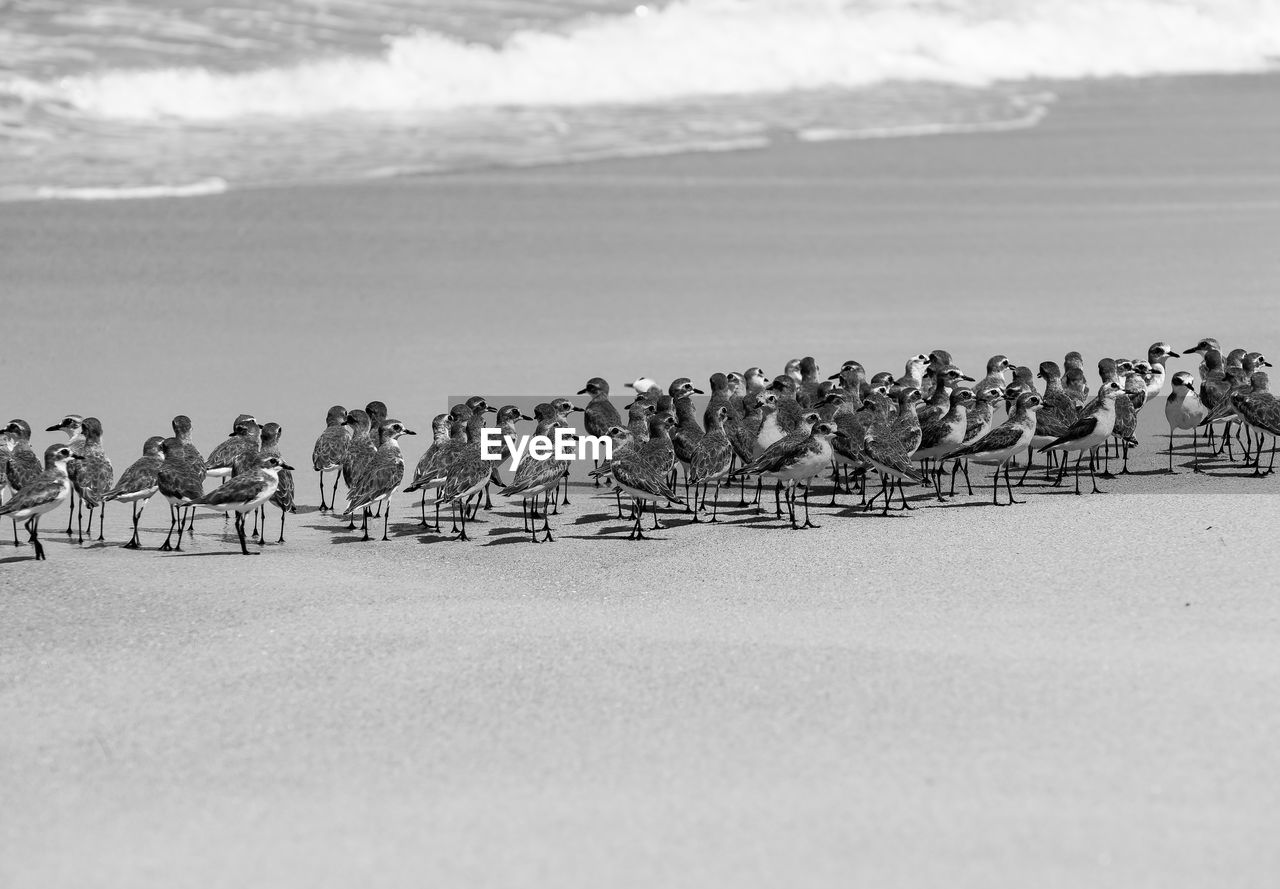 GROUP OF PEOPLE ON THE BEACH