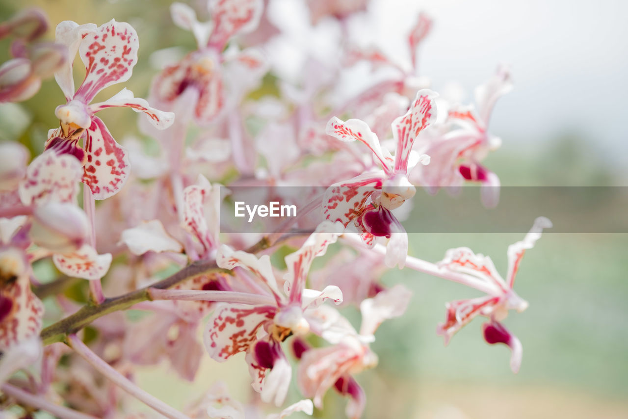 CLOSE-UP OF PINK FLOWERS