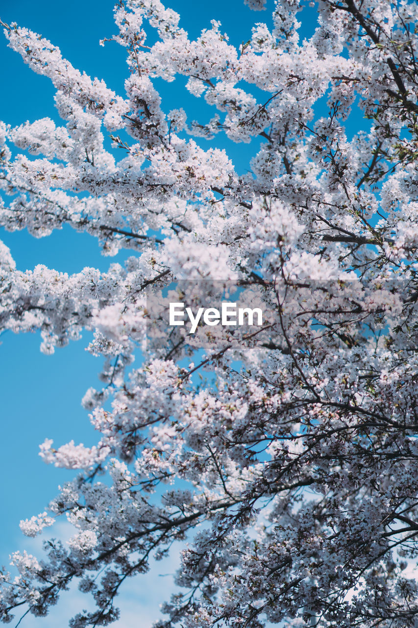 plant, tree, beauty in nature, nature, branch, flower, springtime, blossom, growth, frost, winter, snow, freshness, sky, fragility, cold temperature, no people, blue, flowering plant, low angle view, freezing, cherry blossom, white, spring, day, outdoors, tranquility, frozen, clear sky, scenics - nature