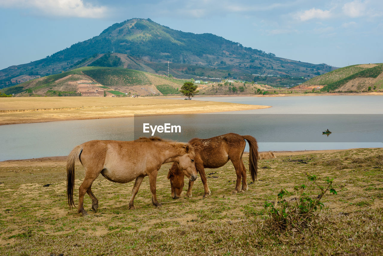 HORSES ON FIELD BY LAKE AGAINST MOUNTAINS