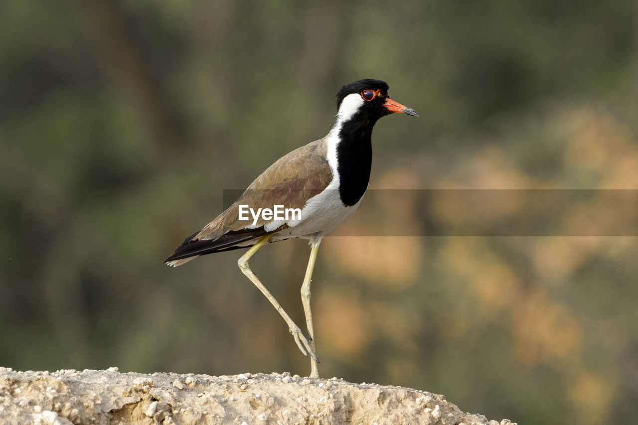 SIDE VIEW OF BIRD PERCHING ON ROCK