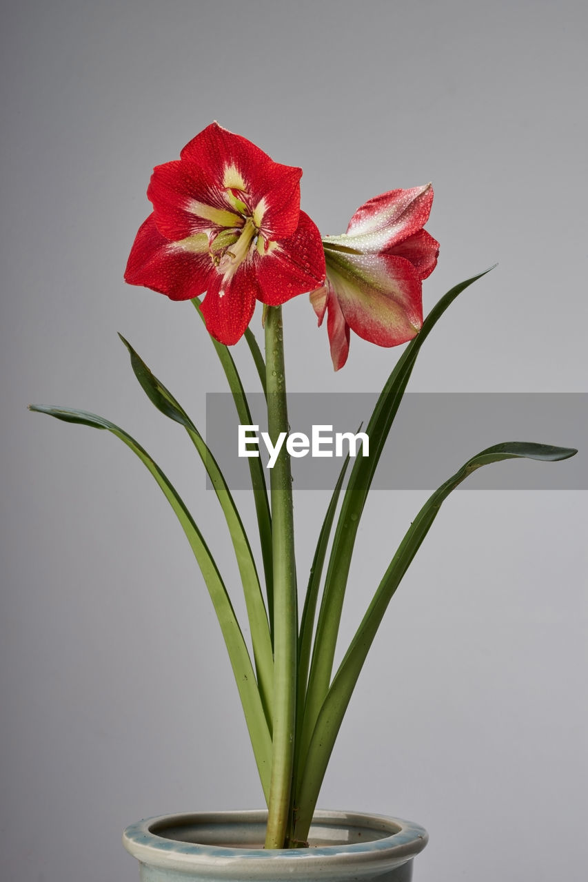 Close-up of red flower