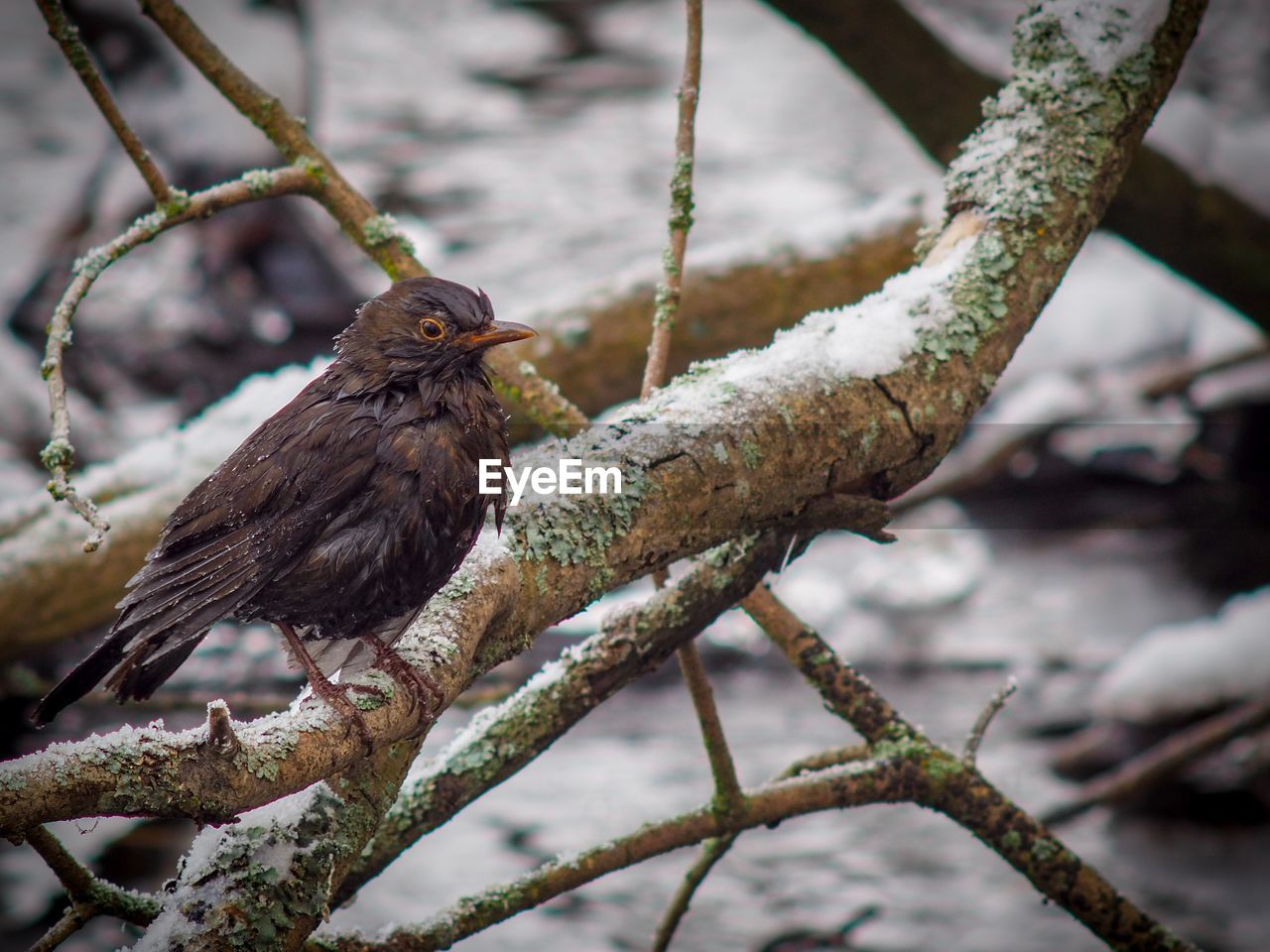 Close-up of bird perching on tree