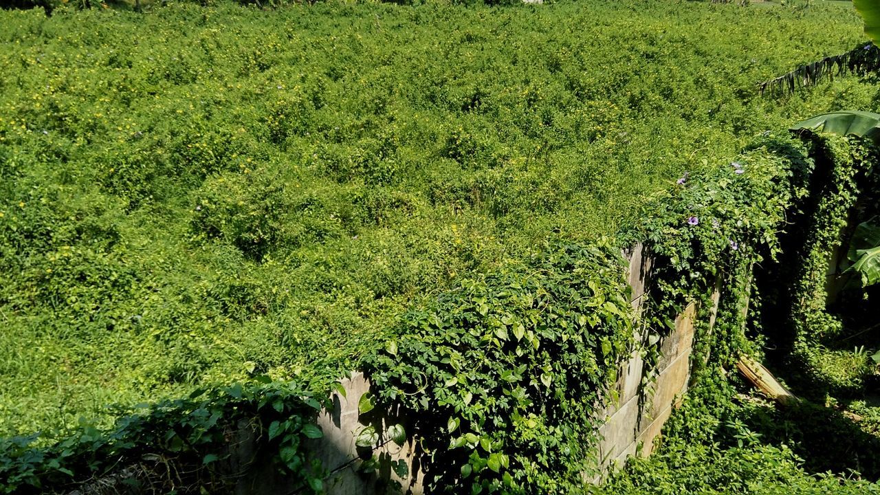 High angle view of surrounding wall with ivy by grassy field