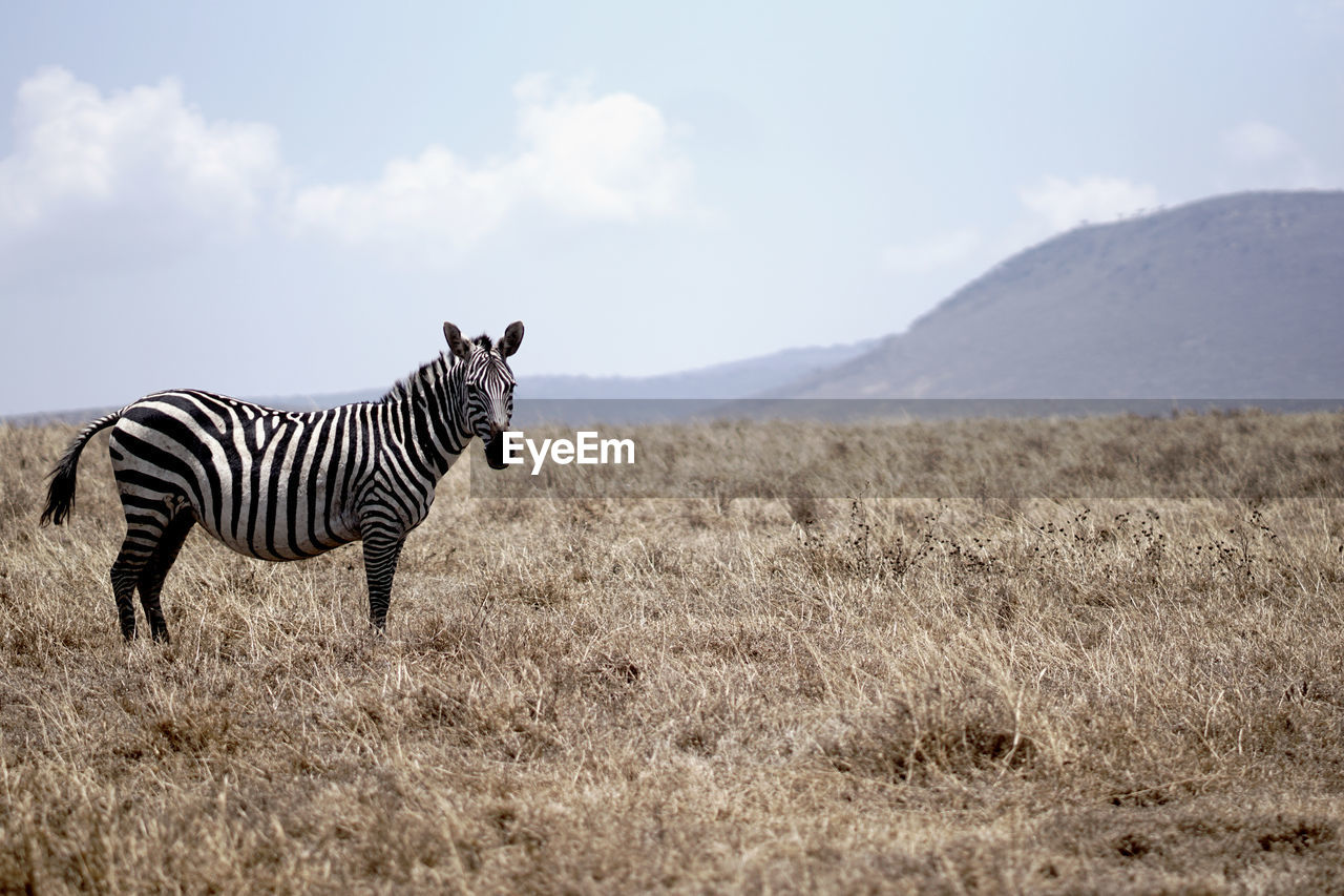 Zebra on field with mountain on the background