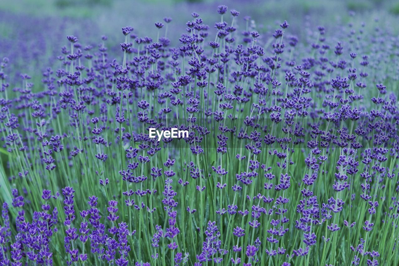 CLOSE-UP OF PURPLE FLOWERING PLANTS ON FIELD