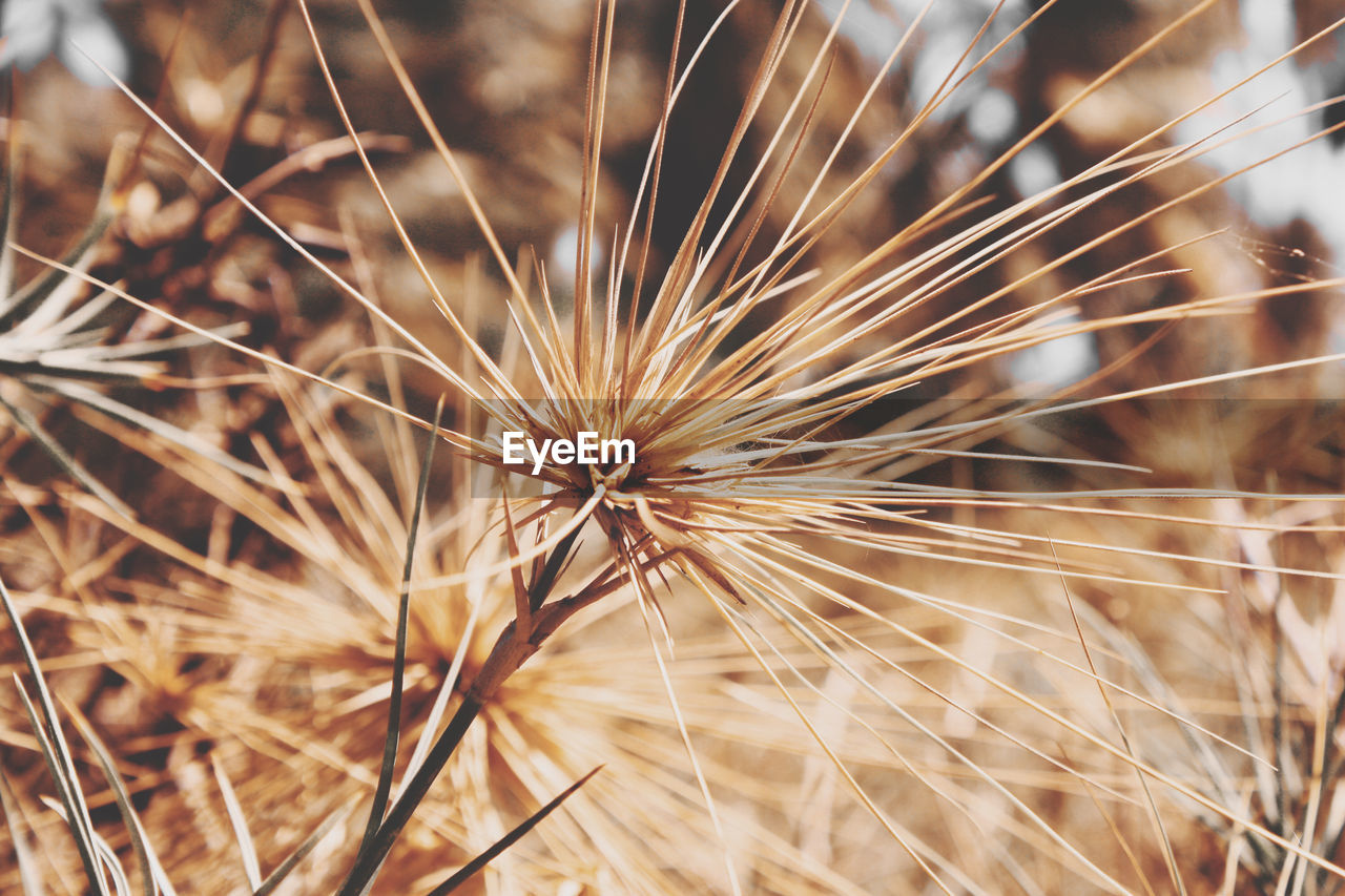 CLOSE-UP OF WILTED DANDELION FLOWER