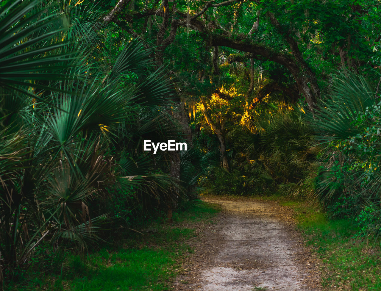 Footpath amidst trees in forest