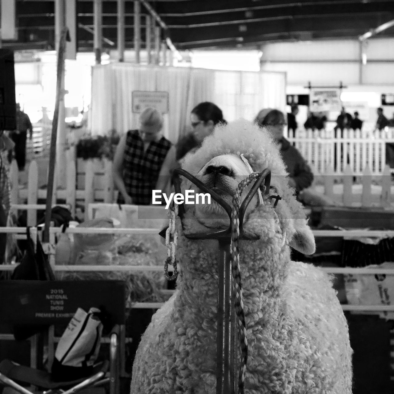 Sheep being sheared