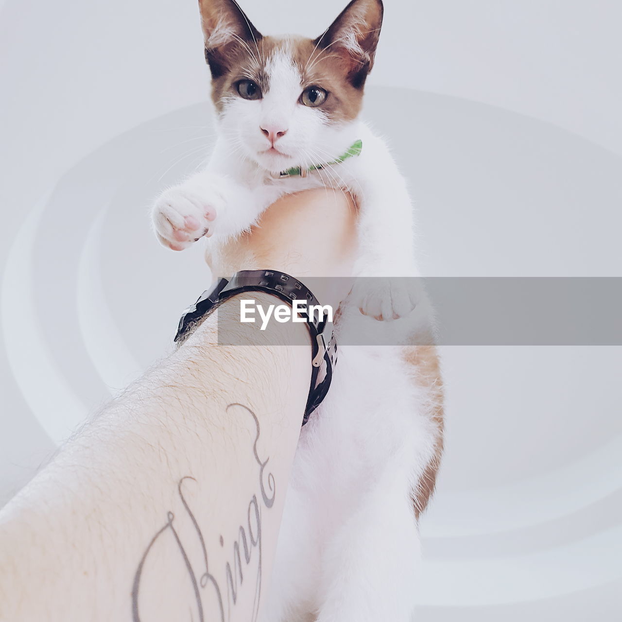 Cropped hand holding cat against white background