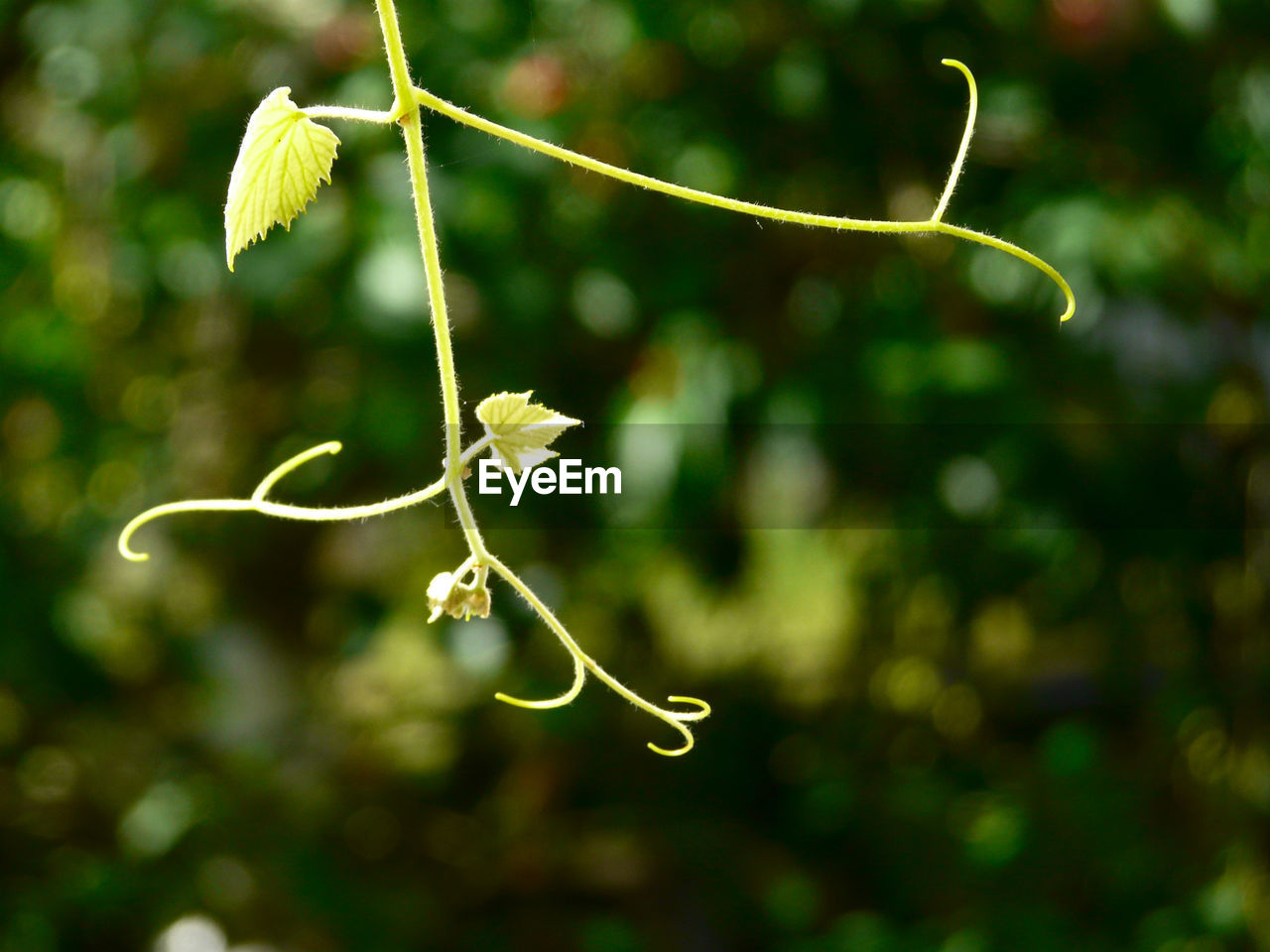 Close-up of green plant