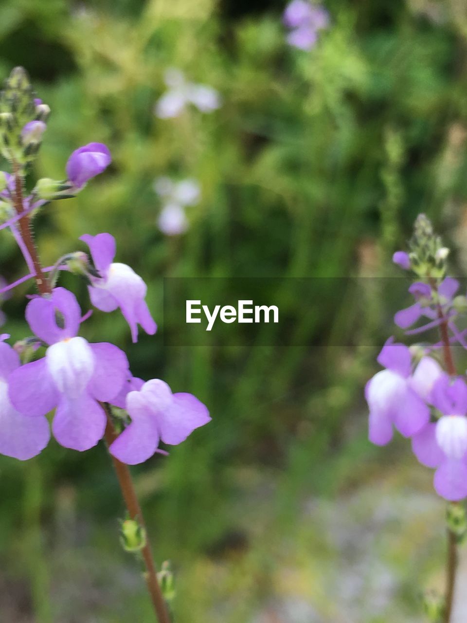 CLOSE-UP OF PURPLE FLOWERING PLANT