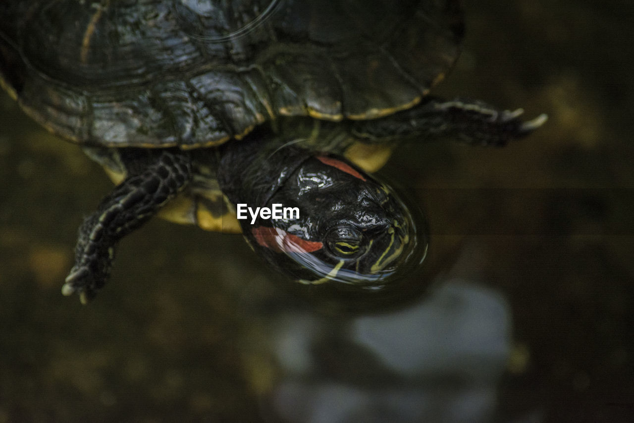 CLOSE-UP OF TORTOISE SWIMMING IN WATER