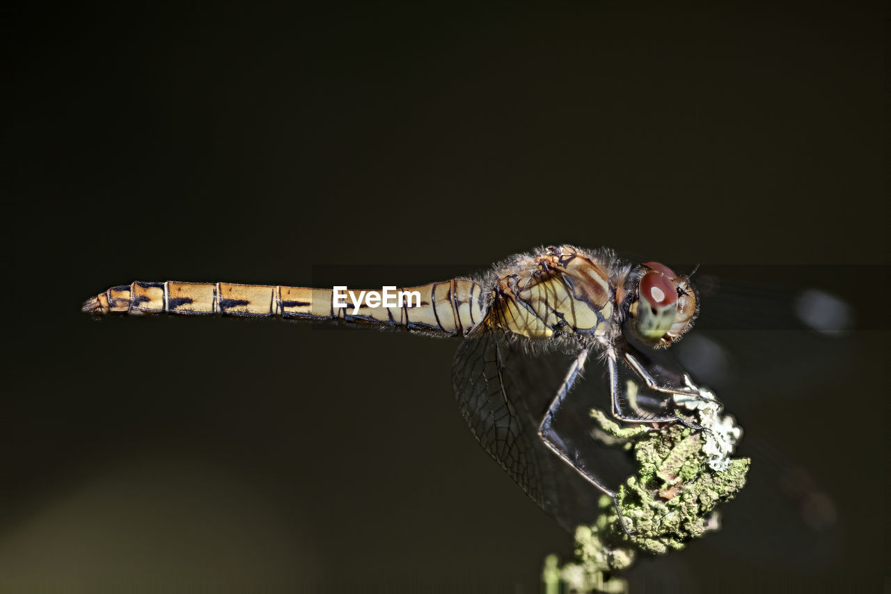 Close-up of insect on black background