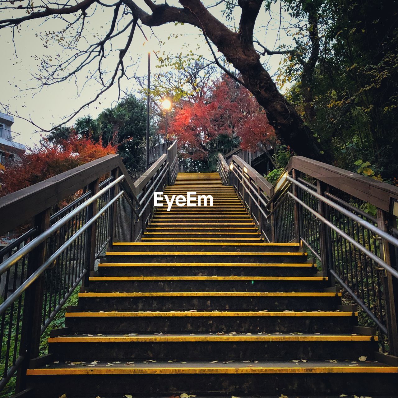 tree, staircase, railing, steps and staircases, plant, architecture, the way forward, autumn, nature, built structure, stairs, no people, day, outdoors, urban area, leaf, low angle view, sunlight, diminishing perspective, branch, sky, flower