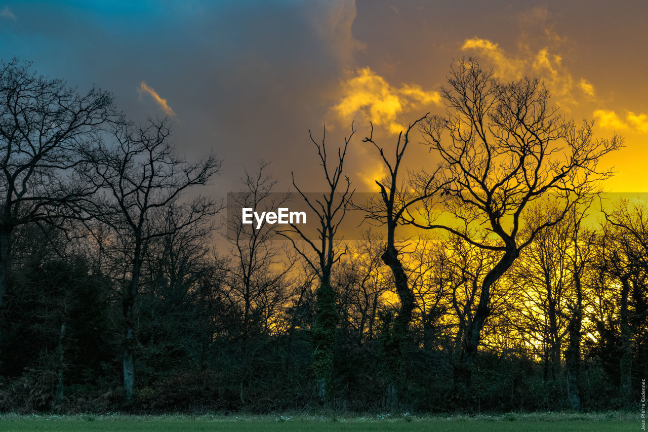 Bare trees on field against sky during sunset