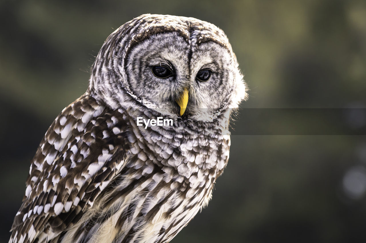 Portrait of barred owl