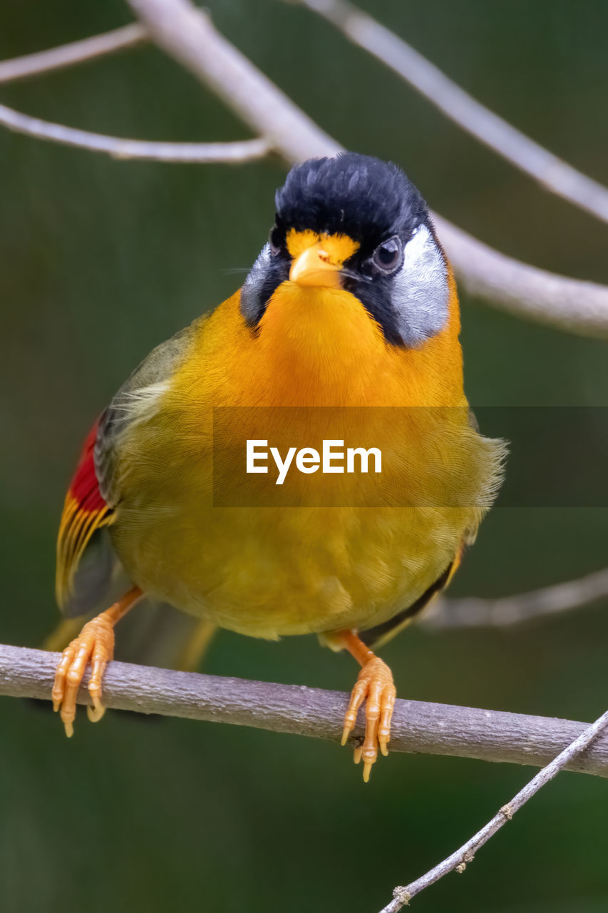 CLOSE-UP OF PARROT PERCHING ON A BRANCH