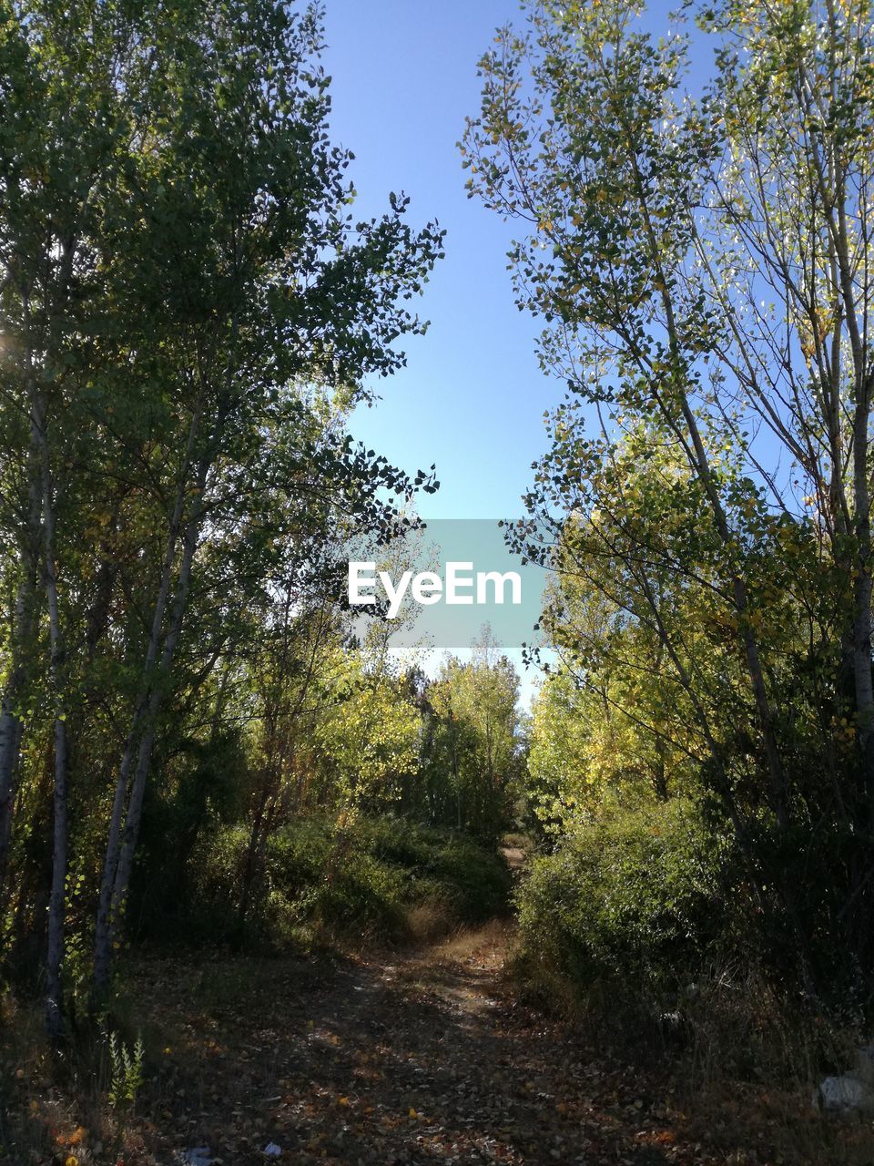 TREES IN FOREST AGAINST SKY