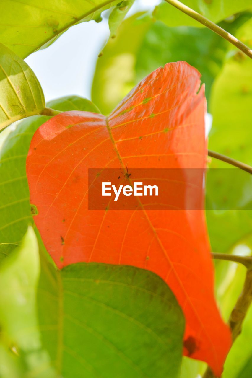 CLOSE-UP OF ORANGE LEAVES