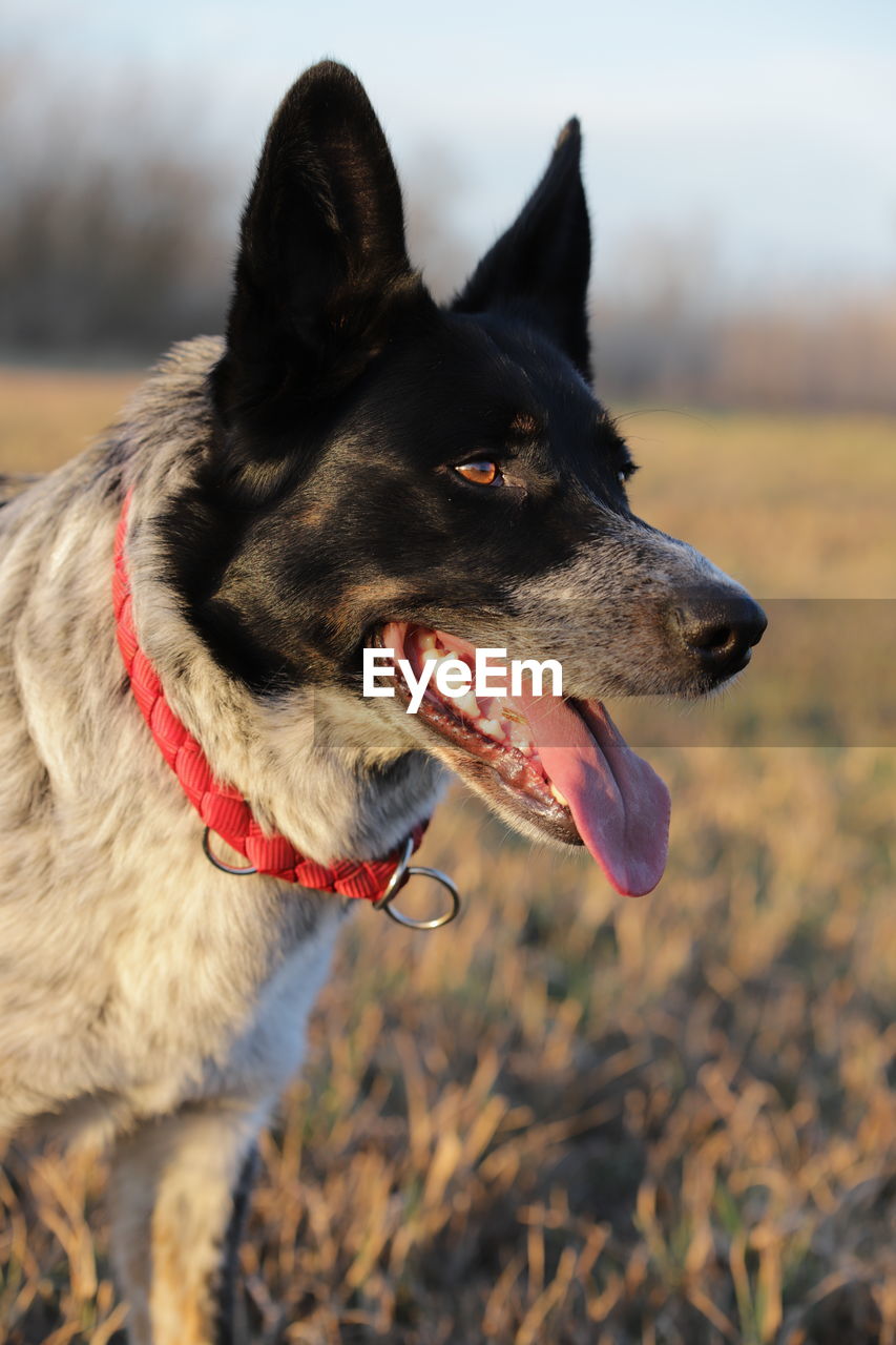 CLOSE-UP OF DOG STICKING OUT TONGUE ON FIELD