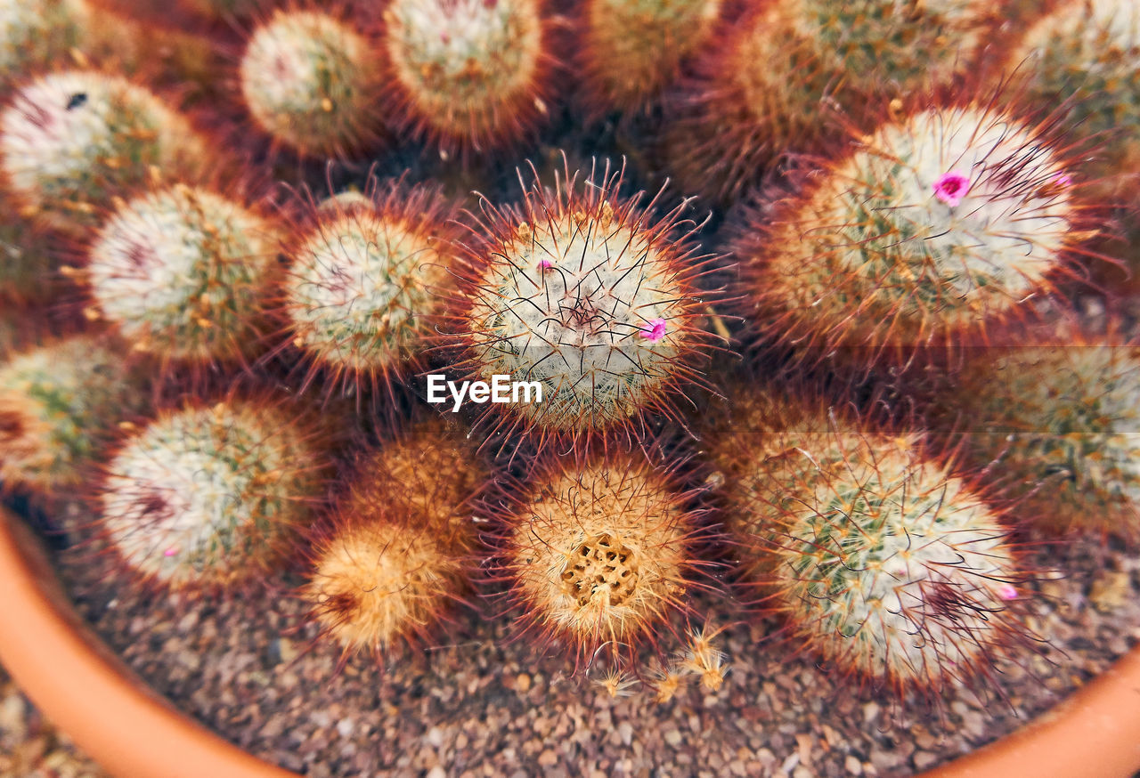 CLOSE-UP OF CACTUS