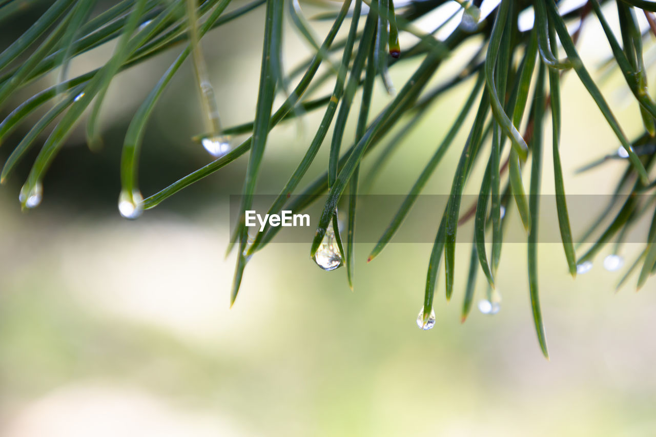 Raindrop on pine leaf. blurred background