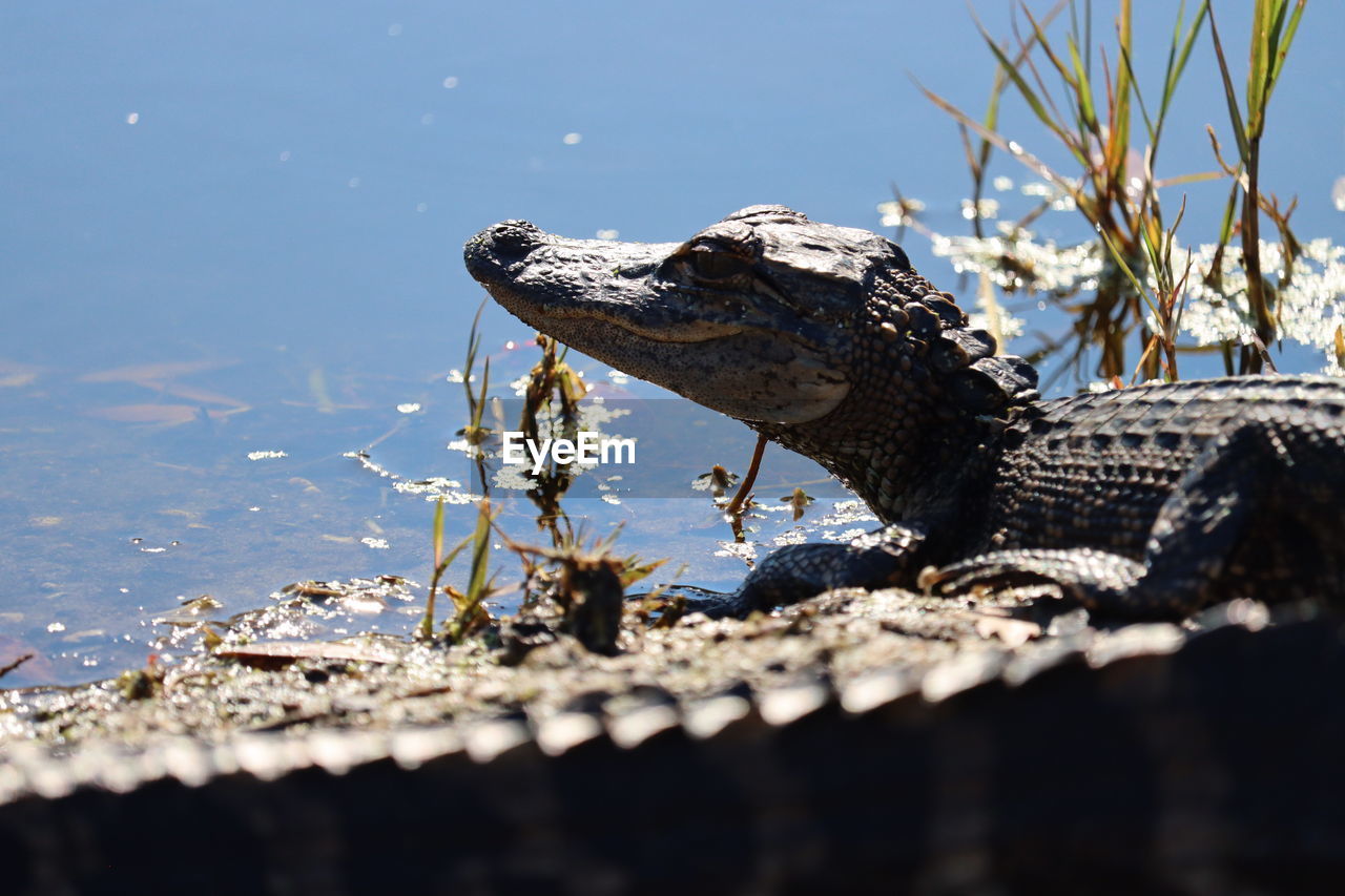 animal themes, animal, animal wildlife, wildlife, water, reptile, one animal, crocodile, nature, no people, alligator, animal body part, sea, day, outdoors, wetland